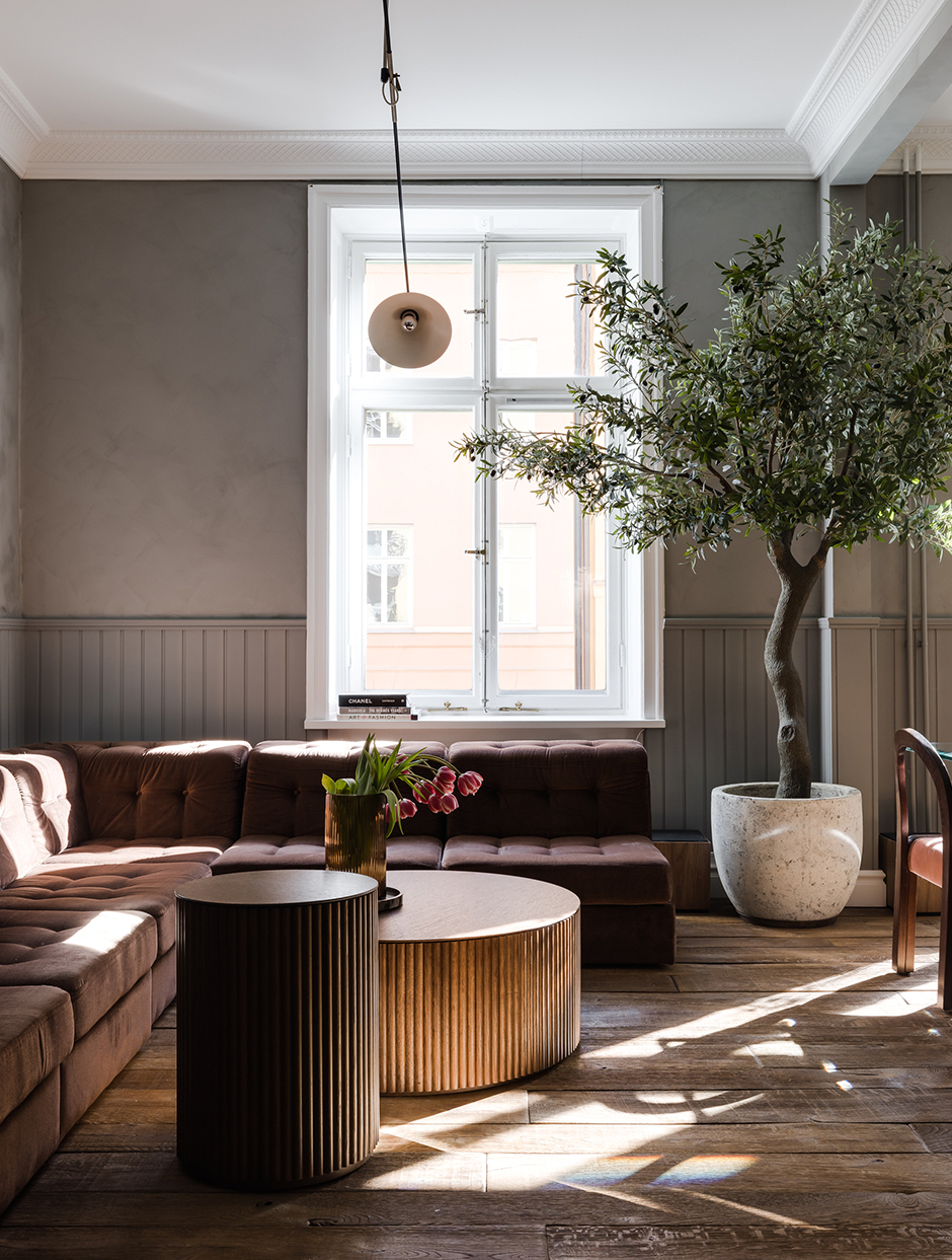 salon décoration contemporaine avec olivier en pot