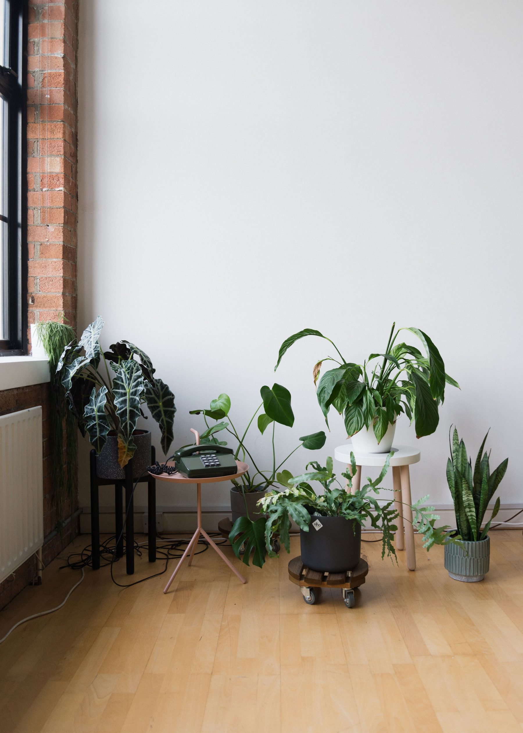 salon avec plantes vertes