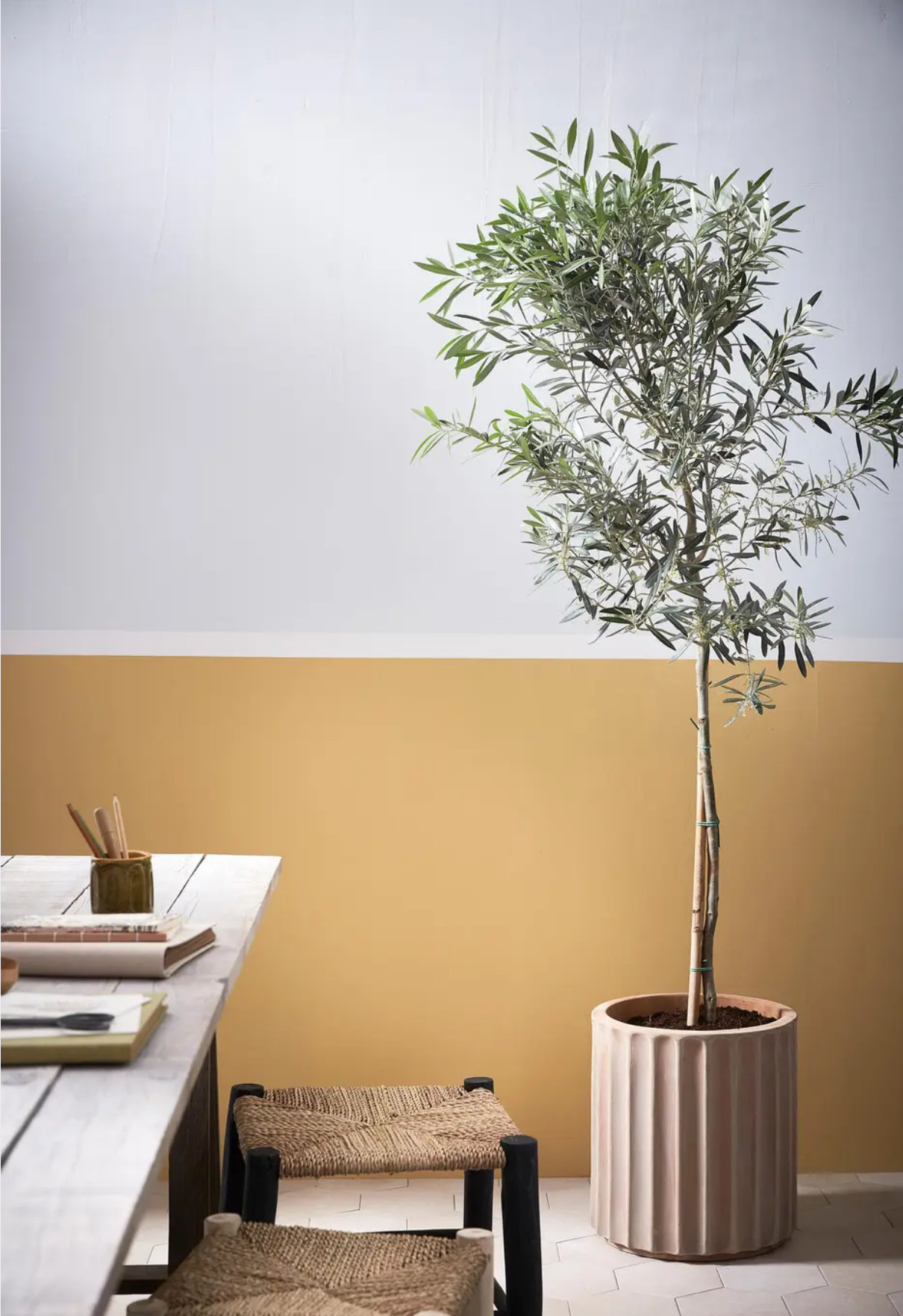 a potted olive tree in the dining room