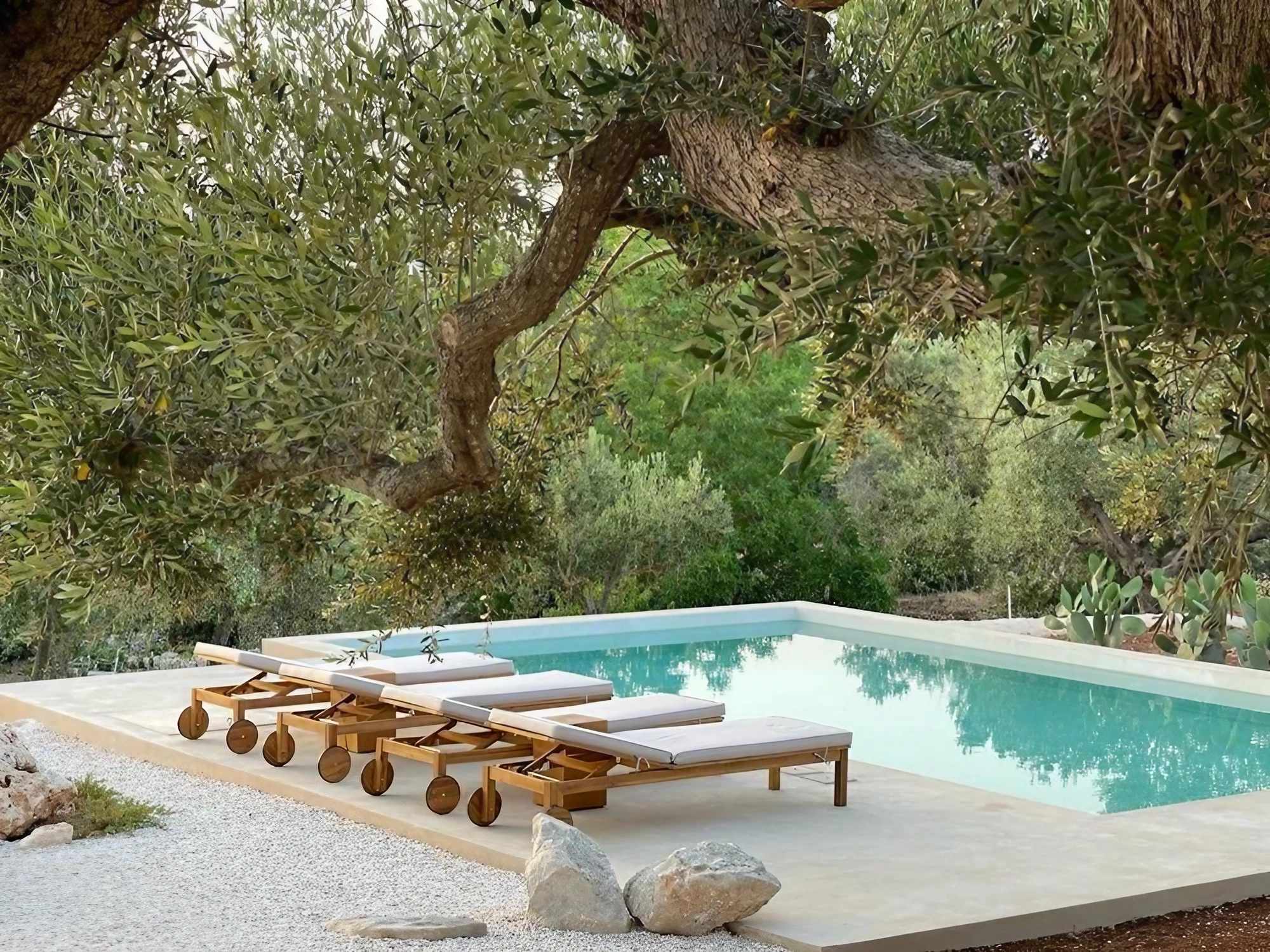 piscine entourée d'oliviers